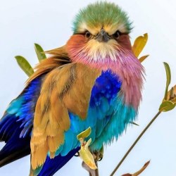 Красивые птицы (60 фото) 49