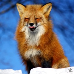 Красивые лисички 4