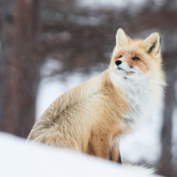 Красивые лисички 10