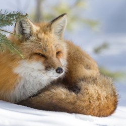 Красивые лисички 8
