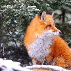 Красивые лисички 6