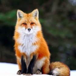 Красивые лисички 17
