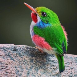 Красивые птицы (60 фото) 1