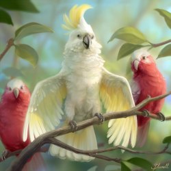 Арт попугаи 23