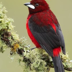 Красивые птицы (60 фото) 53