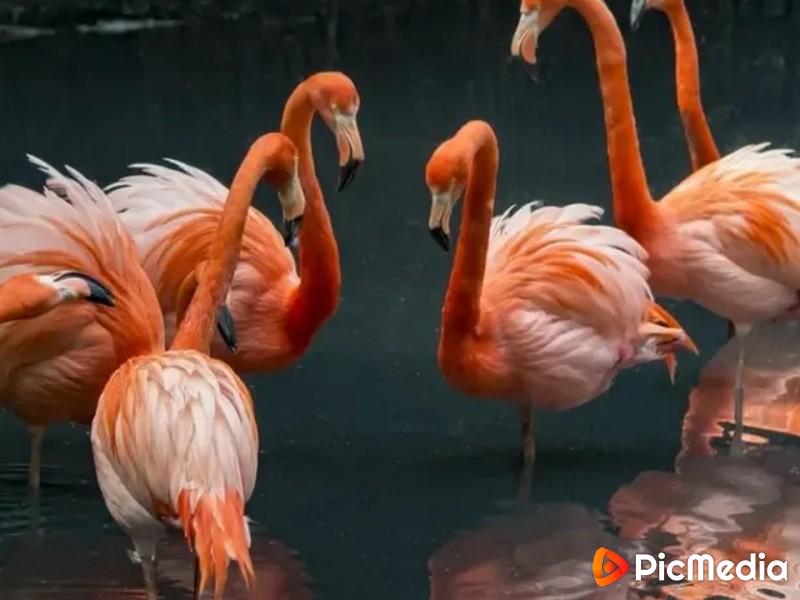 Фламинго просто прекрасны!