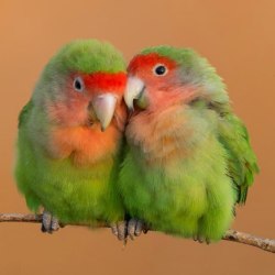 Красивые птицы (60 фото) 17