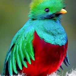 Красивые птицы (60 фото) 24