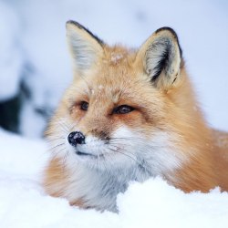 Красивые лисички 15