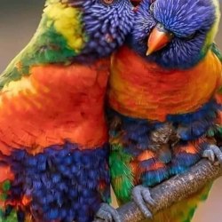 Красивые птицы (60 фото) 51
