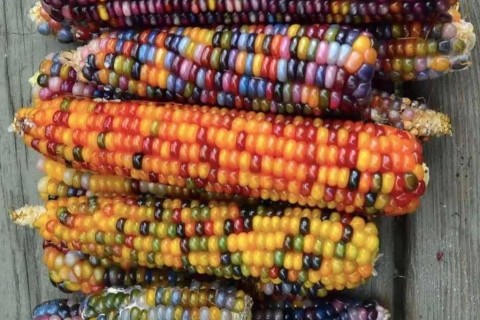Glass Gem corn is a specially bred variety with multicolored grains