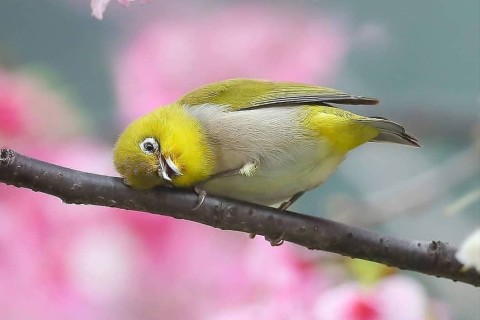 Красивые птицы (60 фото)