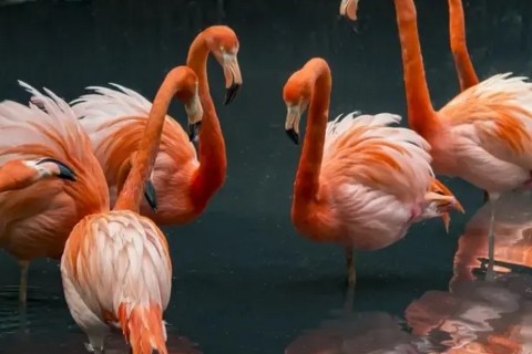 Фламинго просто прекрасны!