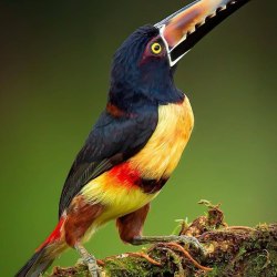 Красивые птицы (60 фото) 12