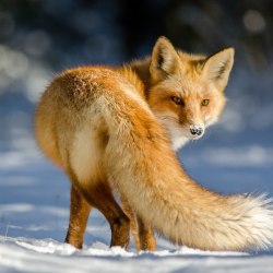Красивые лисички 1
