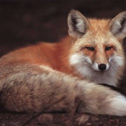 Красивые лисички 5