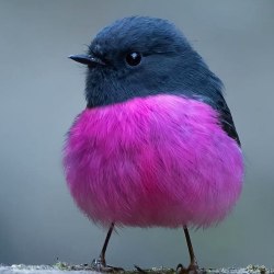 Красивые птицы (60 фото) 7