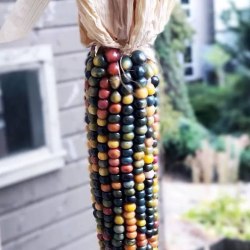 Glass Gem corn is a specially bred variety with multicolored grains 2