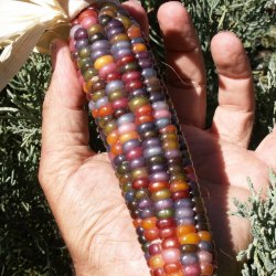 Glass Gem corn is a specially bred variety with multicolored grains 3