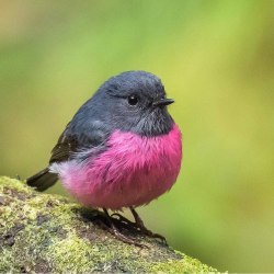 Красивые птицы (60 фото) 21