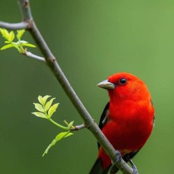 Красивые птицы (60 фото) 40