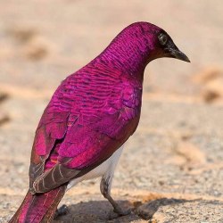 Красивые птицы (60 фото) 36