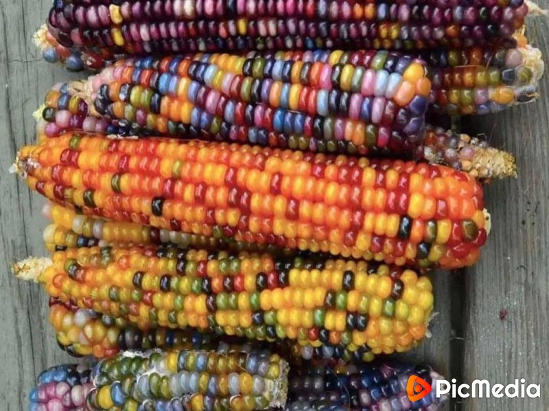 Glass Gem corn is a specially bred variety with multicolored grains