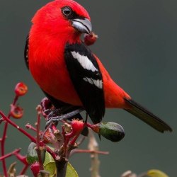 Красивые птицы (60 фото) 11
