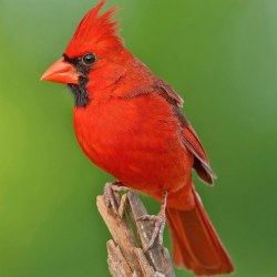 Красивые птицы (60 фото) 9
