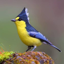 Красивые птицы (60 фото) 34