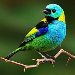 Красивые птицы (60 фото) 22