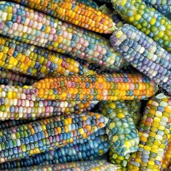 Glass Gem corn is a specially bred variety with multicolored grains 0