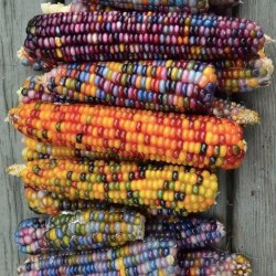 Glass Gem corn is a specially bred variety with multicolored grains 4