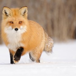 Красивые лисички 2