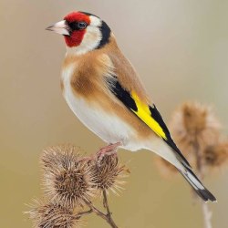 Красивые птицы (60 фото) 42
