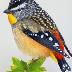 Красивые птицы (60 фото) 38