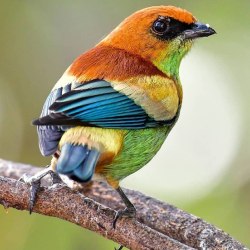 Красивые птицы (60 фото) 39