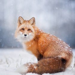 Красивые лисички 14