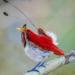 Красивые птицы (60 фото) 35