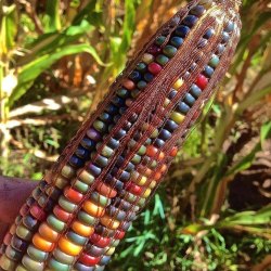 Кукуруза Glass Gem – специально выведенный сорт с разноцветными зёрнами 1