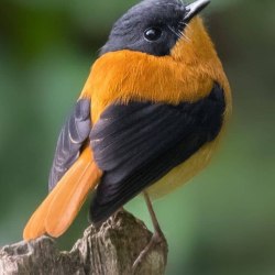 Красивые птицы (60 фото) 31