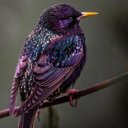 Красивые птицы (60 фото) 6