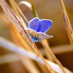 Красивые бабочки (20 фото) 3