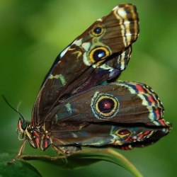 Красивые бабочки (20 фото) 13