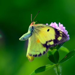 Красивые бабочки (20 фото) 8