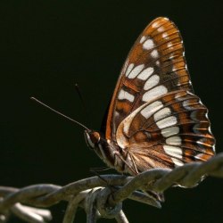 Красивые бабочки (20 фото) 0