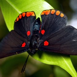 Красивые бабочки (20 фото) 12