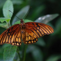Красивые бабочки (20 фото) 18