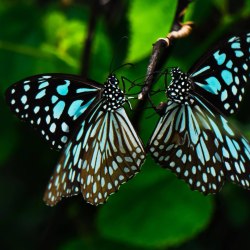 Красивые бабочки (20 фото) 4