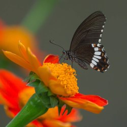 Красивые бабочки (20 фото) 7